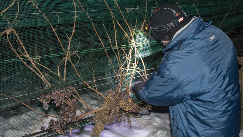 It’s nearly harvest time… in Austria!